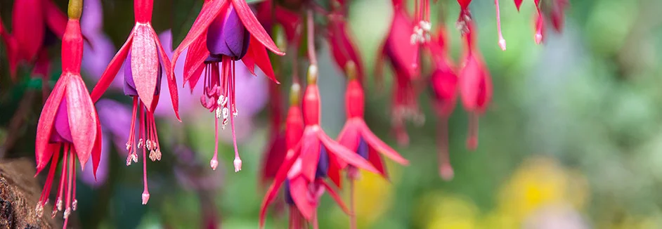 Nahaufnahme von pinken Fuchsienblüten
