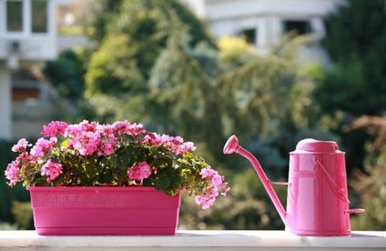 RT Rhododendron 19 27 717x467 Rhododendron auf Balkon mit Gießkanne