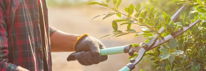 Person schneidet Strauch mit Gartenschere
