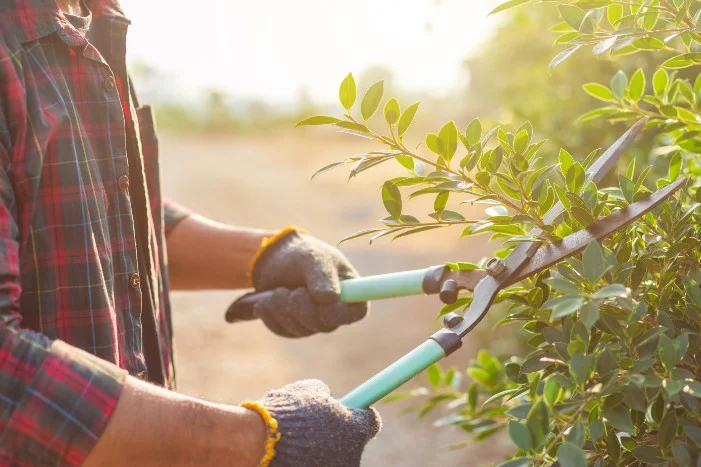 Person schneidet Strauch mit Gartenschere