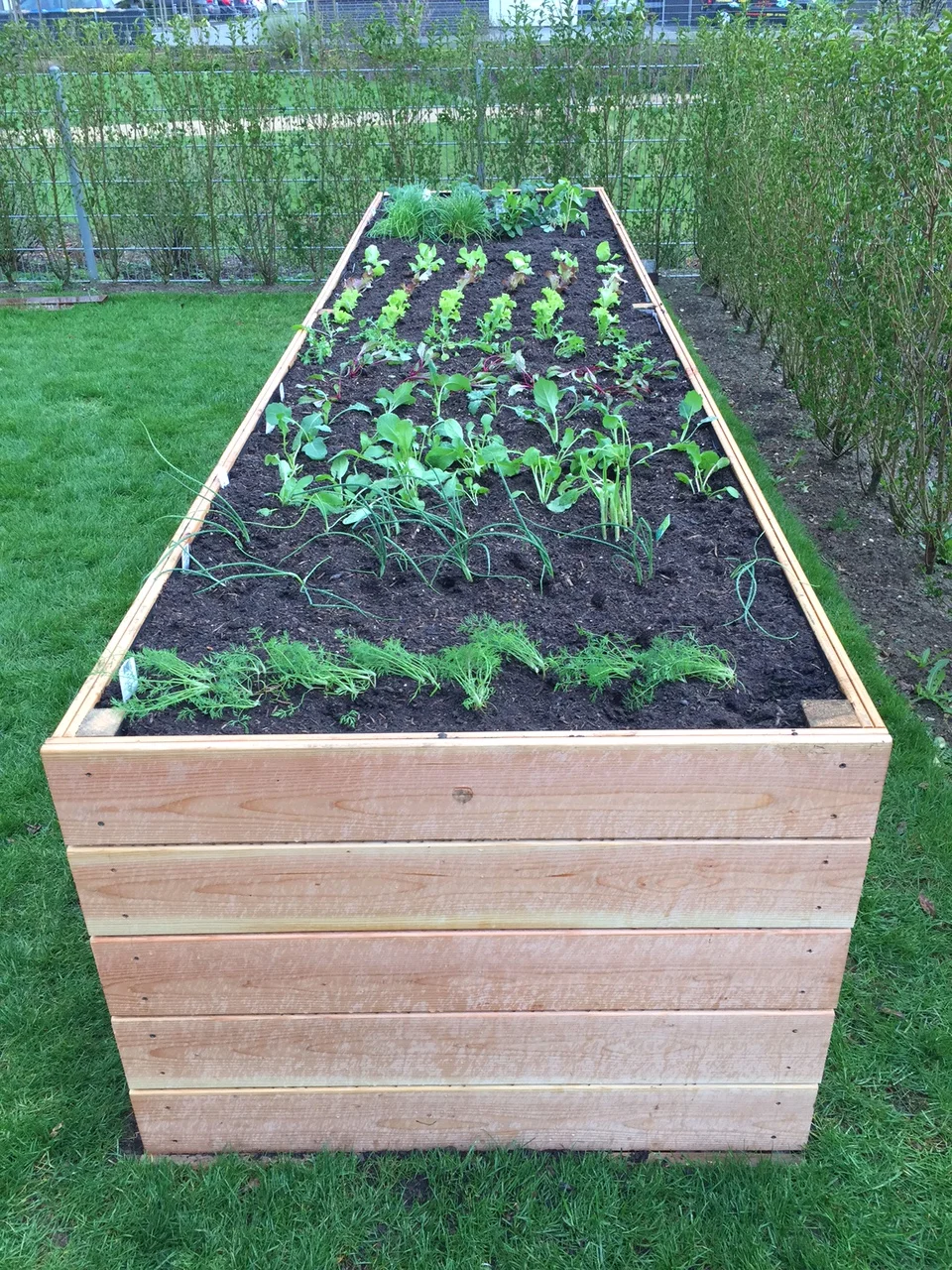 Hochbeet aus Holz mit jungen Pflanzen