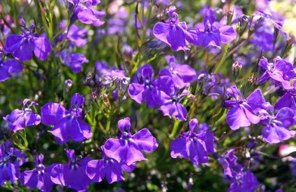 Balkon bepflanzen: Ideen für einen bienenfreundlichen Garten Männertreu