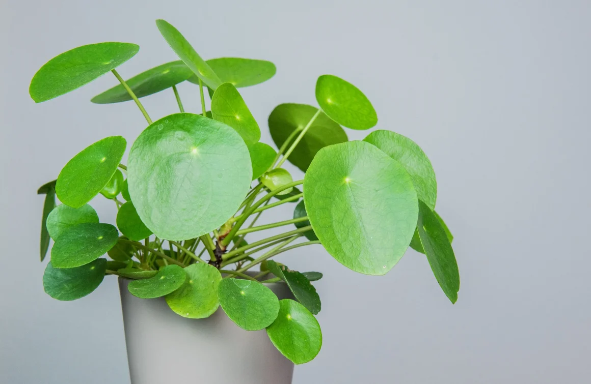 gummibaum welcher dünger Gummibaum (Ficus elastica) 'Robusta' kaufen main image 1