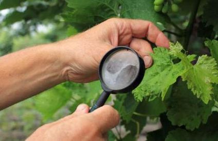 RT Wein pflege 19 28 717x326 Weinrebe wird durch Lupe begutachtet