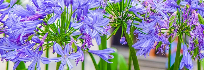Blaue Schmucklilien mit grünen Blättern