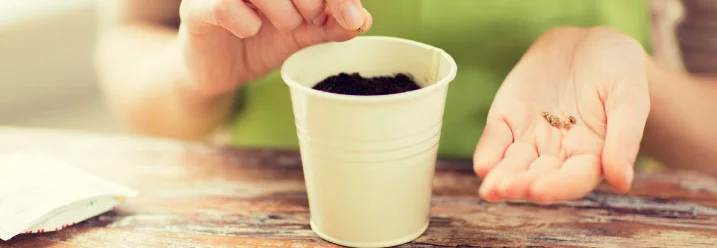 Person sät Samen in einen Topf
