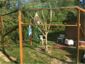 Ein Außengehege für Katzen mit einem Baum in der Mitte