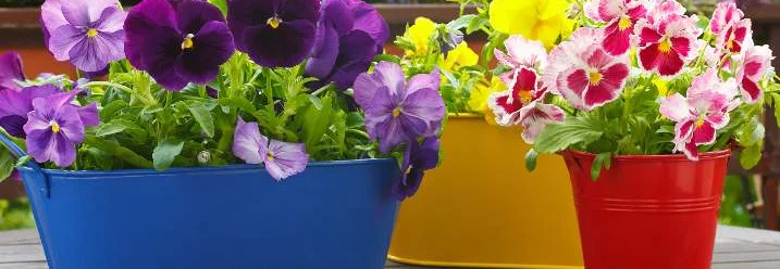 Bunte Stiefmütterchen in Übertöpfen