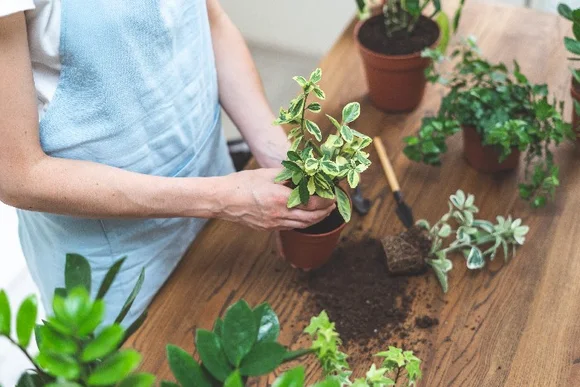 Person topft eine Pflanze mit einer Kelle um.