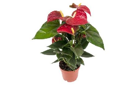 RT ProPlanet Flamingoblume 45 19 717x467 Flamingoblume