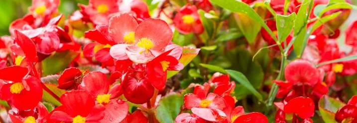 Rote Begonien mit gelben Staubblättern