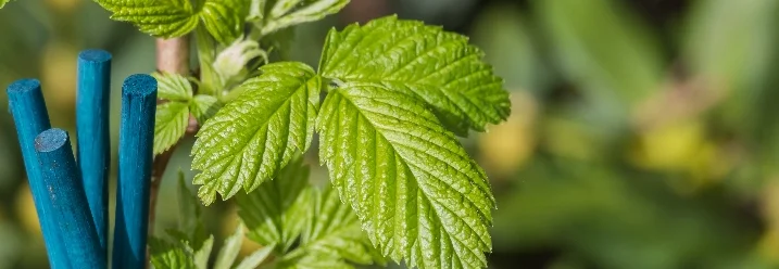 Blaue Rankhilfe an Brombeerpflanze