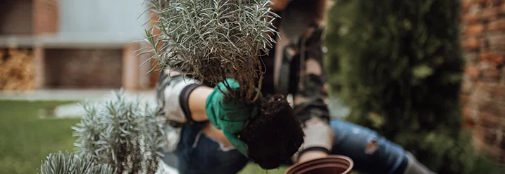 Person hält Lavendelpflanze und Topf