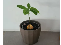 Eine kleine Avocadopflanze wächst aus einem Kern in einem Topf.