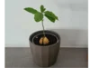 Eine kleine Avocadopflanze wächst aus einem Kern in einem Topf.