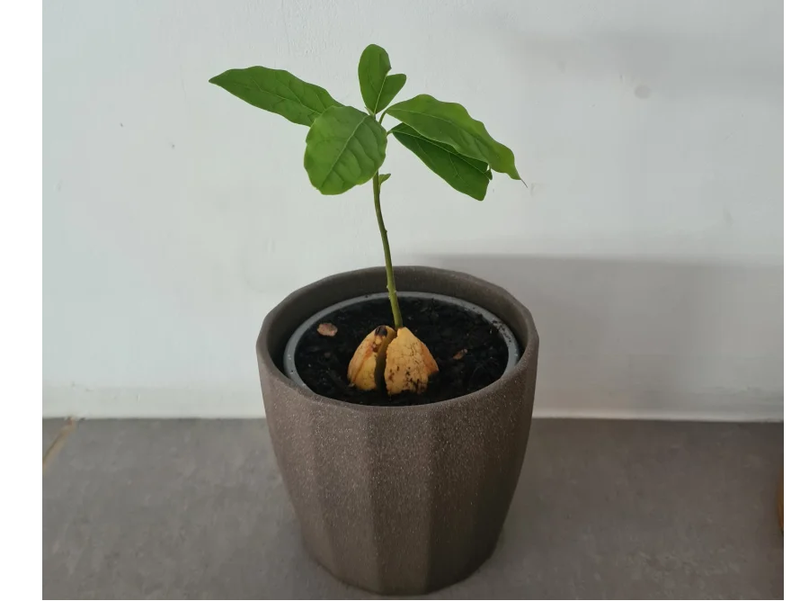 Eine kleine Avocadopflanze wächst aus einem Kern in einem Topf.