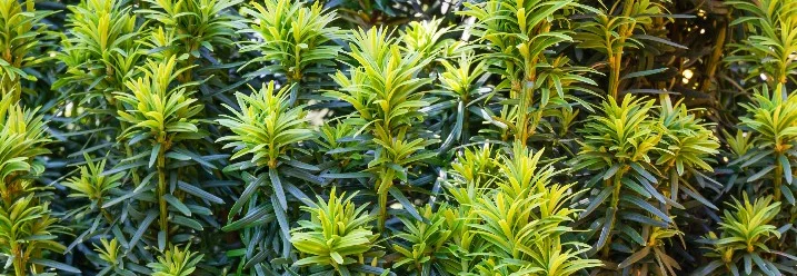 Nahaufnahme von Eiben-Zweigen