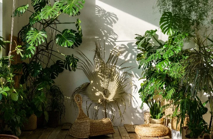 zimmerpflanze große grün weiße blätter Ficus Lyrata Geigen-Feige Zimmerpflanze Ø21cm ↕80cm kaufen main image 1