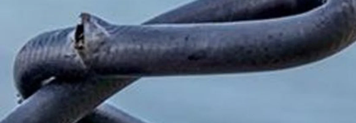 Gebrochener Schlauch