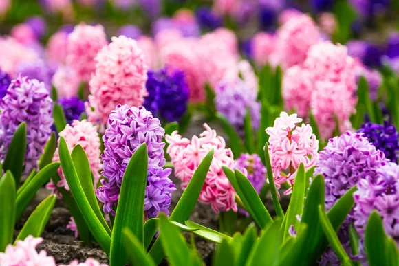 Ein Feld mit rosa und lila Hyazinthen