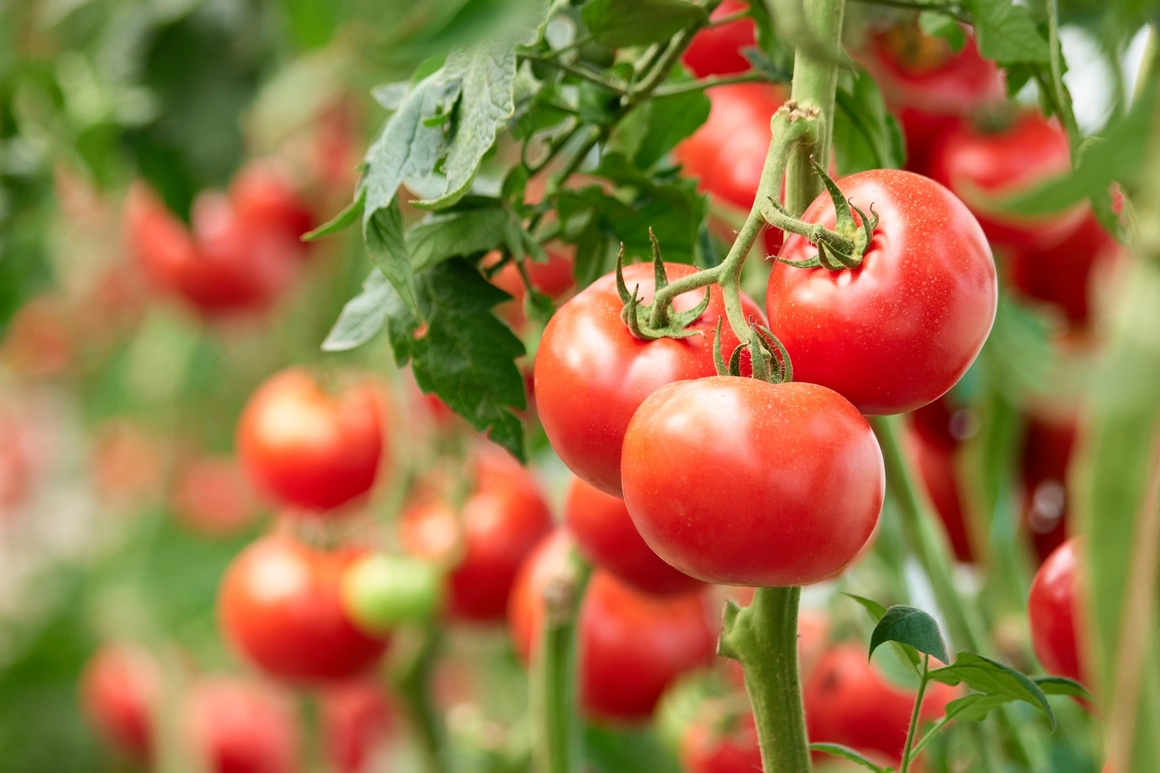 Reife Tomaten an der Pflanze