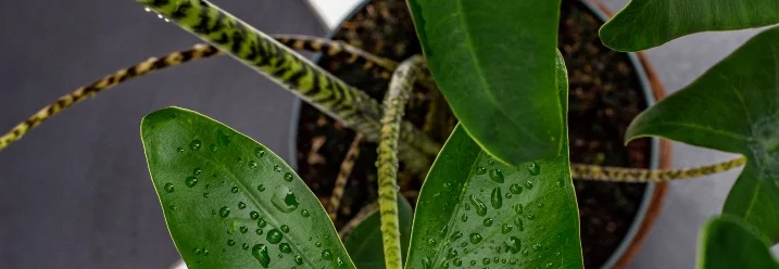 Tropische Pflanze mit Wassertropfen