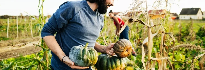 Person trägt Kürbisse auf einem Feld