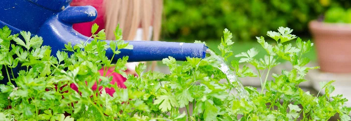 Person gießt Kräuter mit Gießkanne