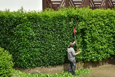 Bambus im Garten schneiden  das solltest du beachten