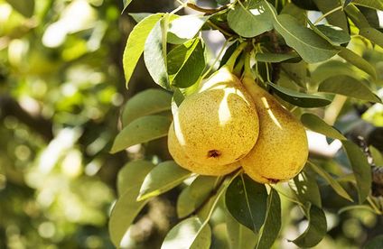 RT Obstbaum pflanzen Standort sonnig 20 18 717x467