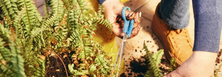 Person schneidet einen Farn mit einer Schere
