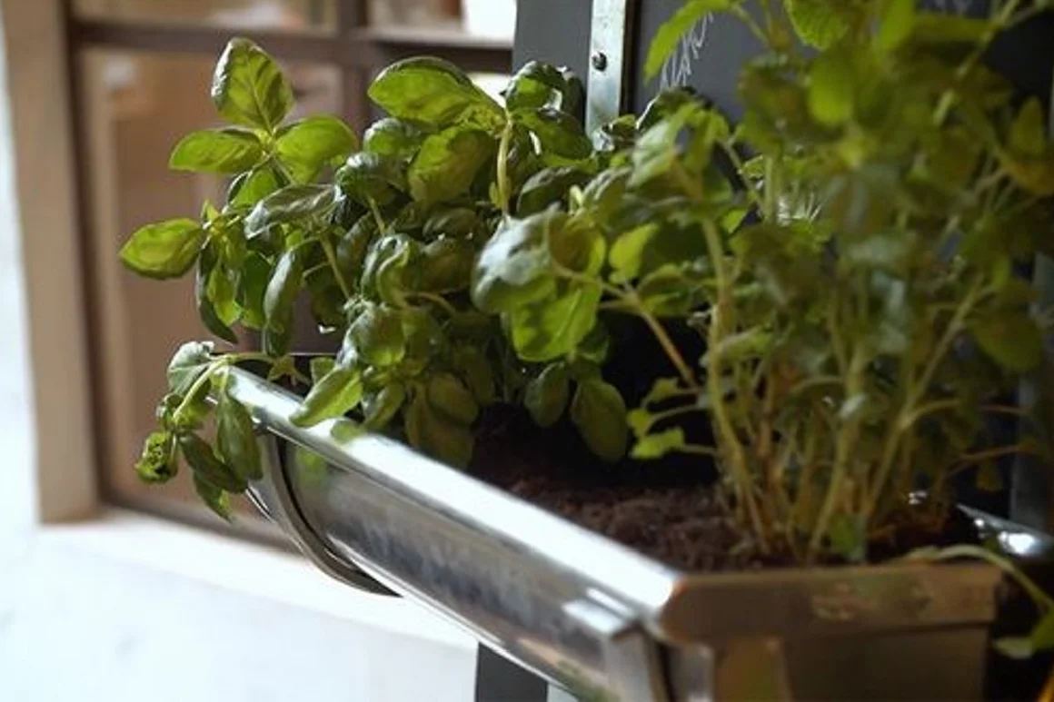 Kräuter wachsen in einer Dachrinne.