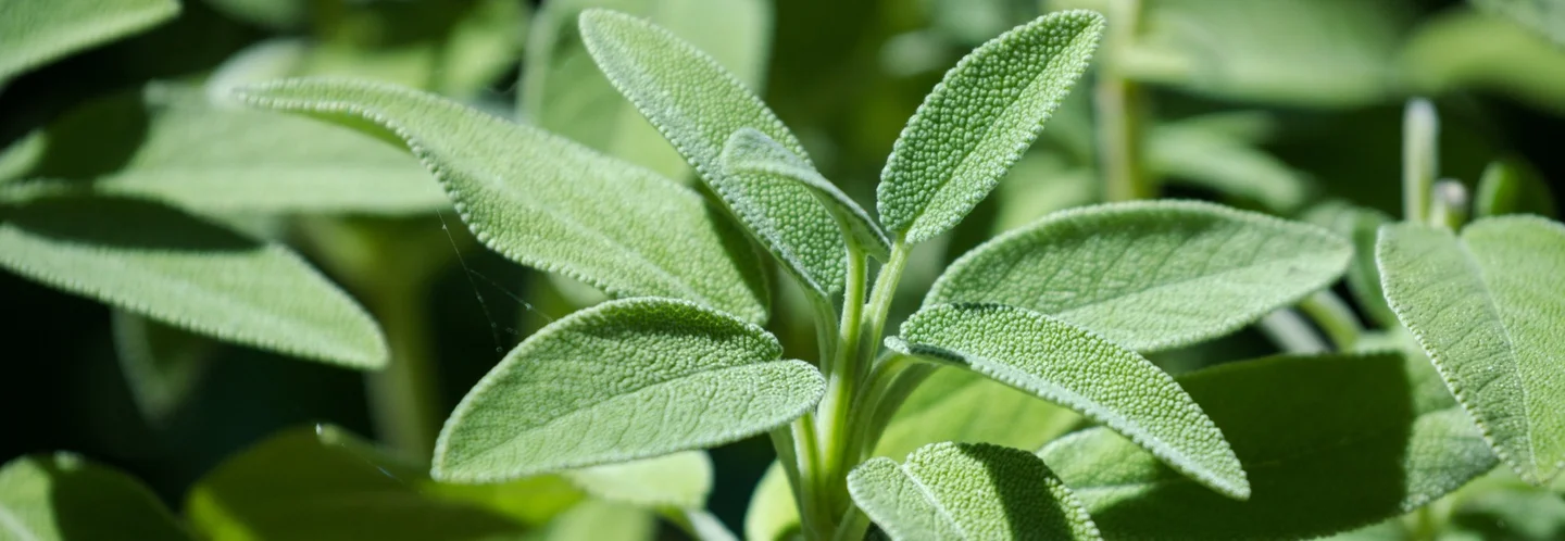 Nahaufnahme von Salbeiblättern