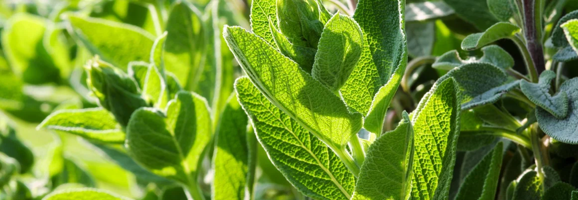 Grüne Salbeipflanze