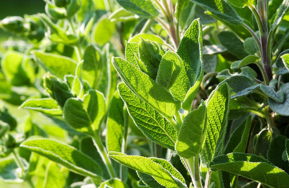 Salbei im Garten