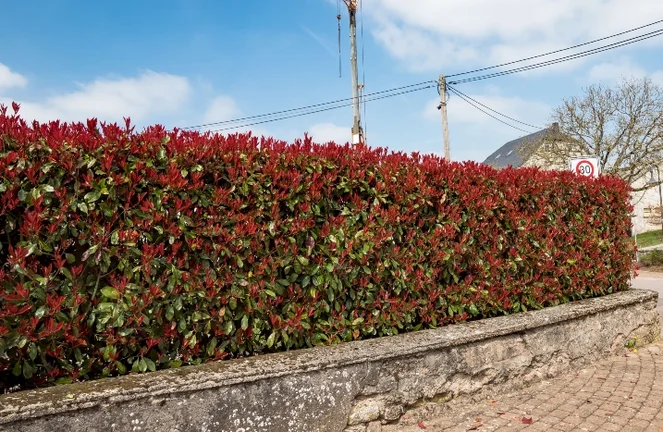 Portugiesischer Kirschlorbeer  als Hecke oder Solitr