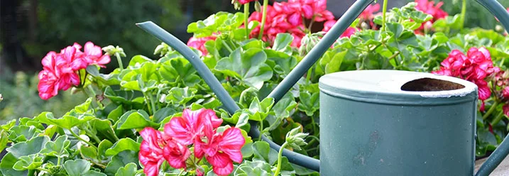 Blühende Geranien und Gießkanne