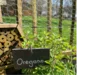 Oregano Pflanze mit Insektenhotel