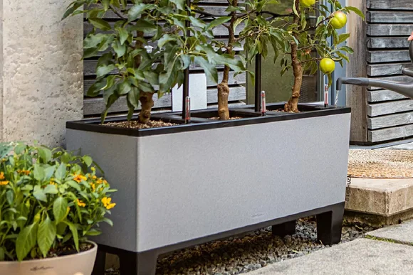 Grauer Blumenkasten mit drei Obstbäumchen