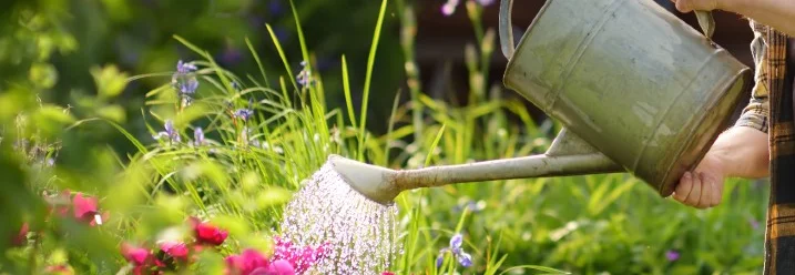 Person gießt Blumen mit Gießkanne