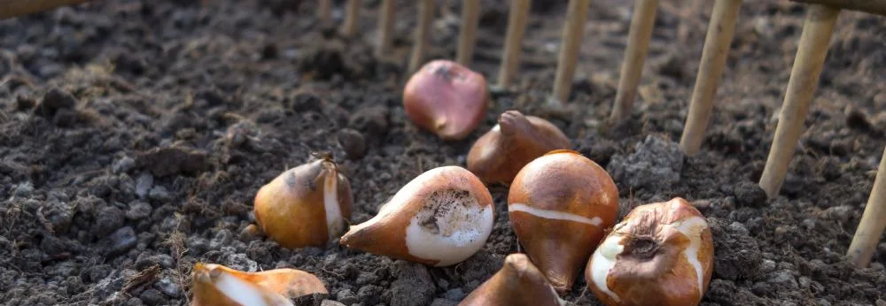 Tulpenzwiebeln liegen auf der Erde vor einer Harke.