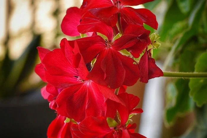 Rote Geranienblüten