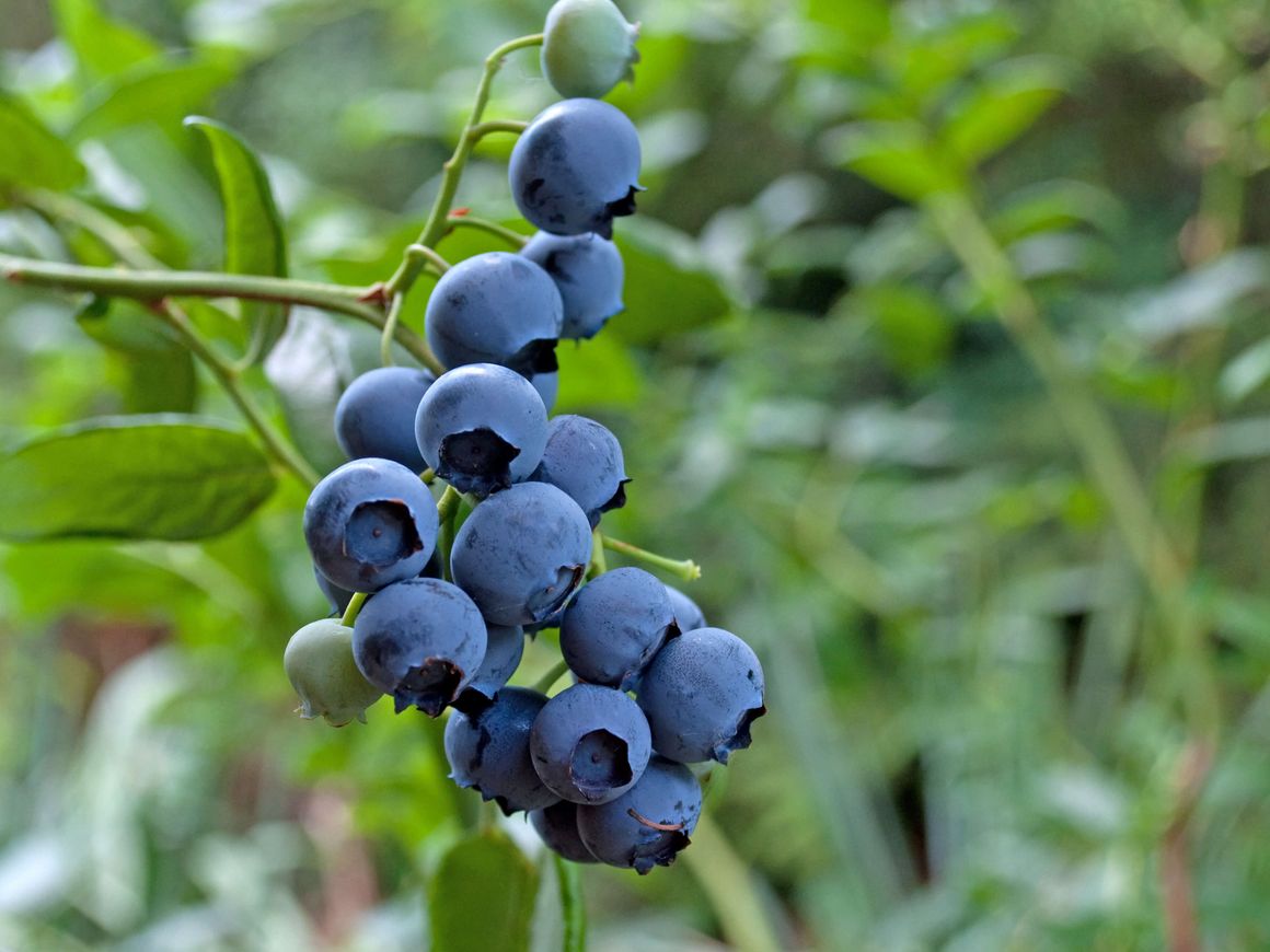 Saftige, blaue Kulturheidelbeeren