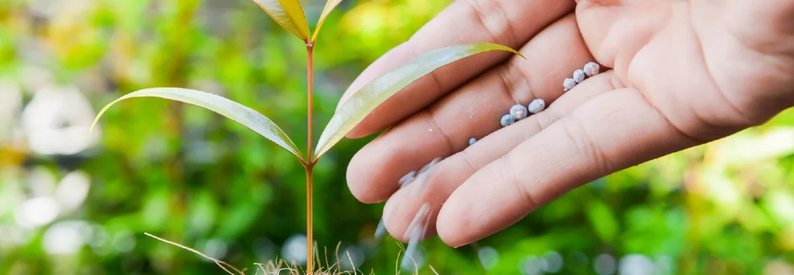 Hand düngt einen kleinen Baum