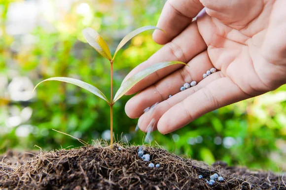 Hand düngt einen kleinen Baum