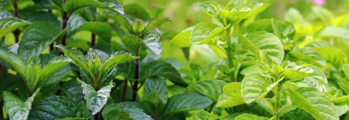 Nahaufnahme einer Minzpflanze