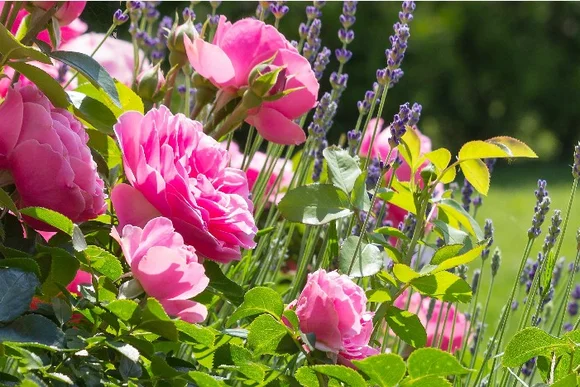 Rosa Rosen und Lavendel