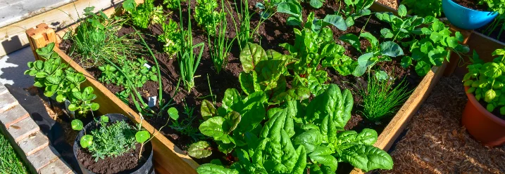 Hochbeet aus Holz mit verschiedenen Gemüsesorten