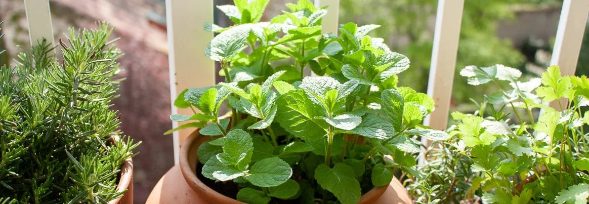 Frische Kräuter wie Minze und Rosmarin in Töpfen auf einem Balkon.