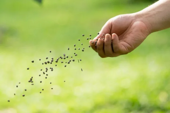 Hand sät Samen auf Rasen